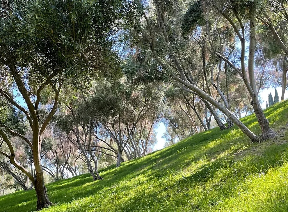 Barnsdall_Olive_Grove.jpeg